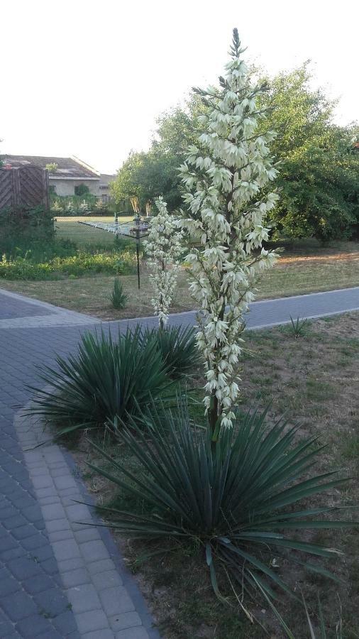 Apartament Wolin Nad Woda Kolo Miedzyzdrojow 外观 照片